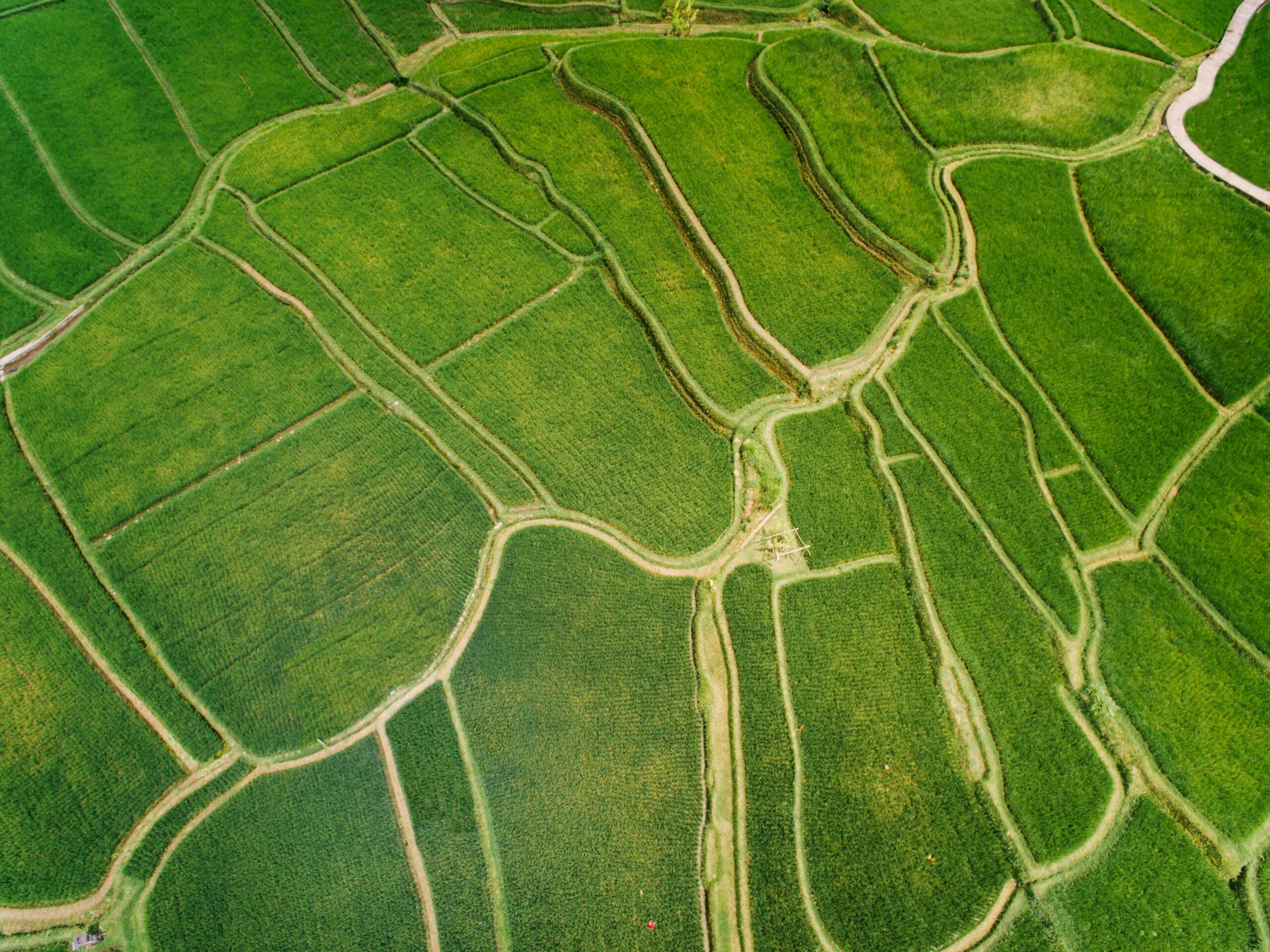 Aerial shot of green agricultural fields exhibiting intricate patterns and pathways.